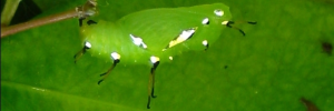 Pupae